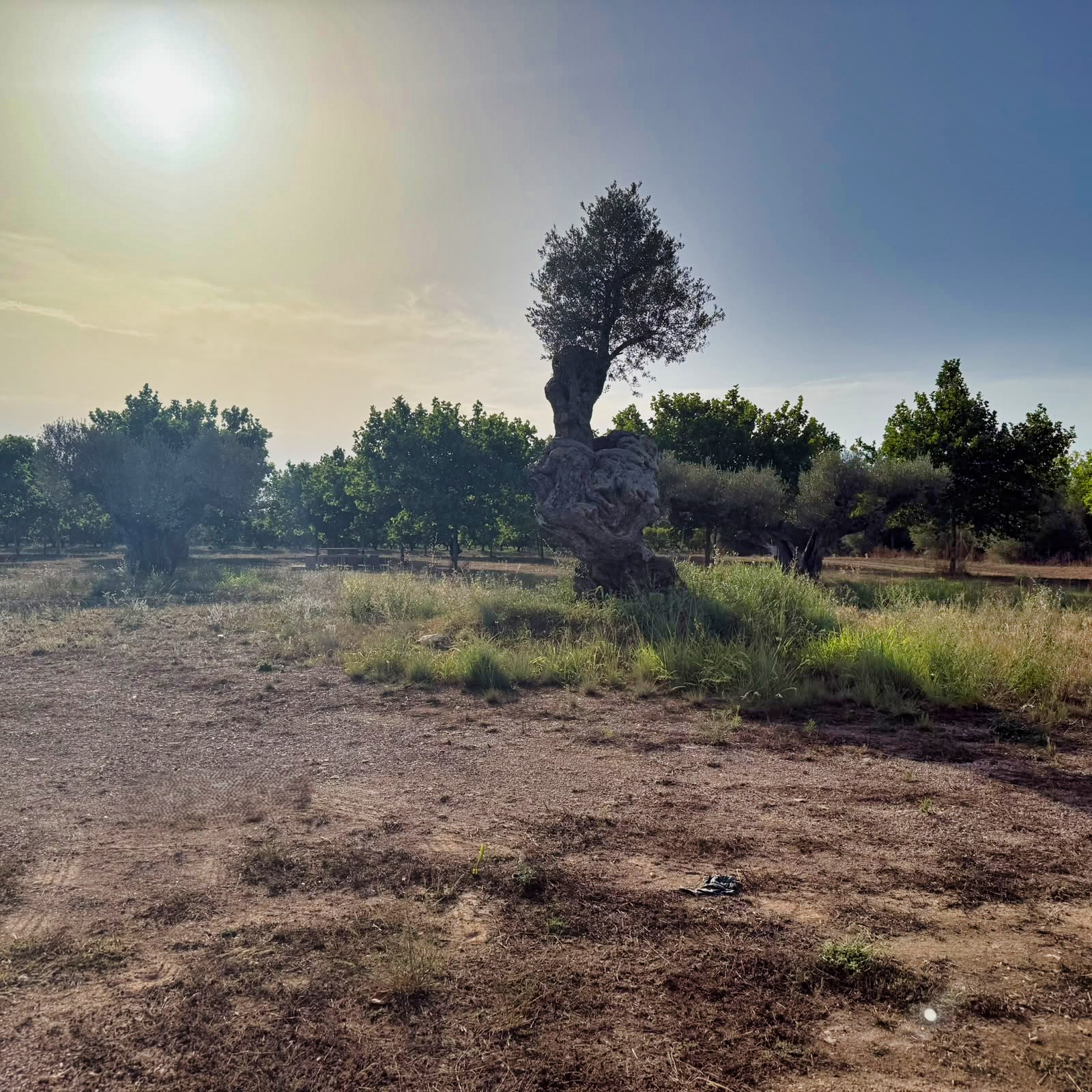 Oliveres Mil·lenàries